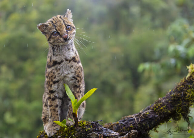 Northern Oncilla (Colombia)