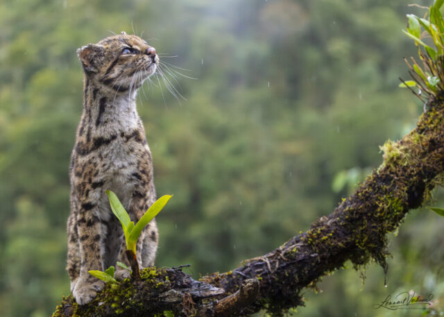 Northern Oncilla (Colombia)
