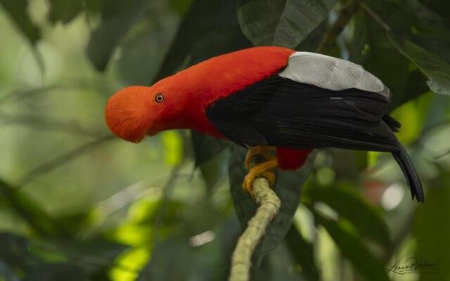 Andean Cock-of-the-rock
