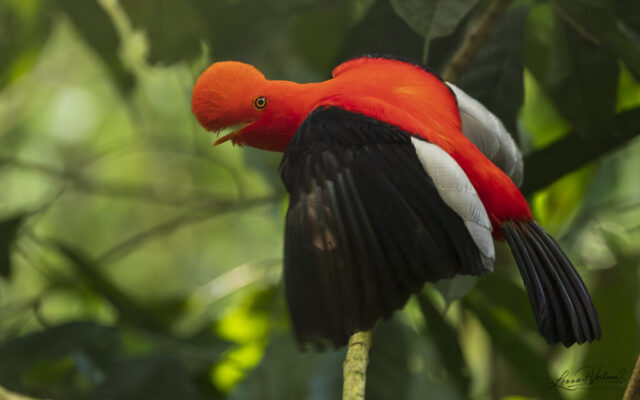Andean Cock-of-the-rock
