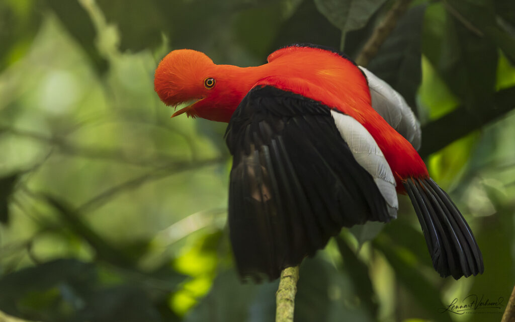 Andean Cock-of-the-rock