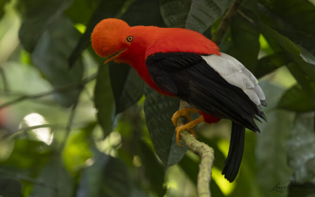 Andean Cock-of-the-rock