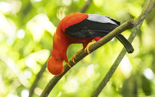 Andean Cock-of-the-rock