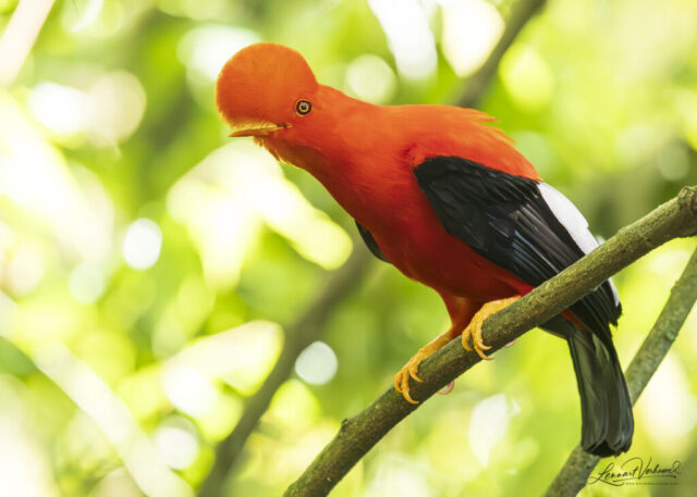Andean Cock-of-the-rock