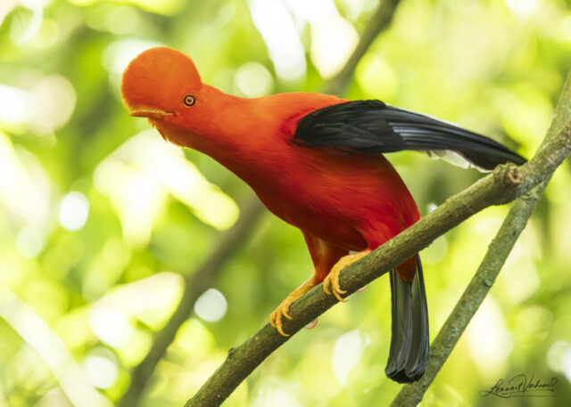 Andean Cock-of-the-rock