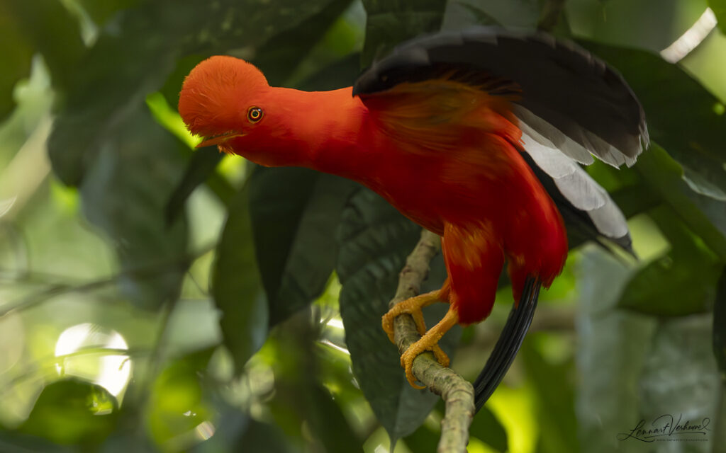 Andean Cock-of-the-rock