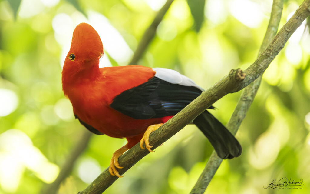 Andean Cock-of-the-rock