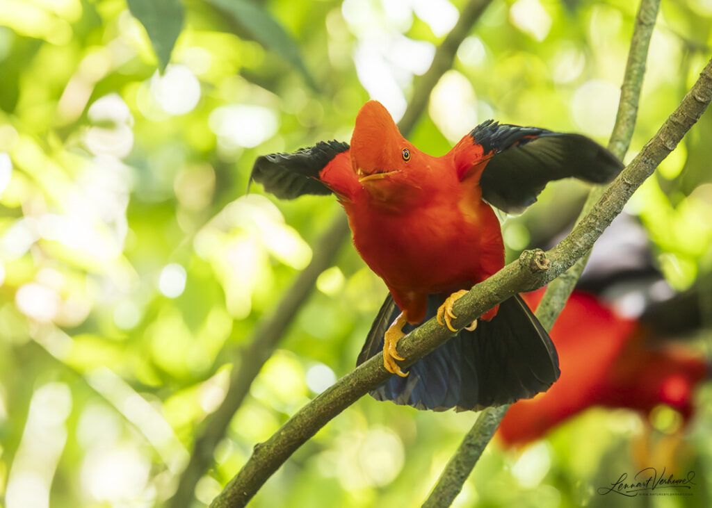 Andean Cock-of-the-rock