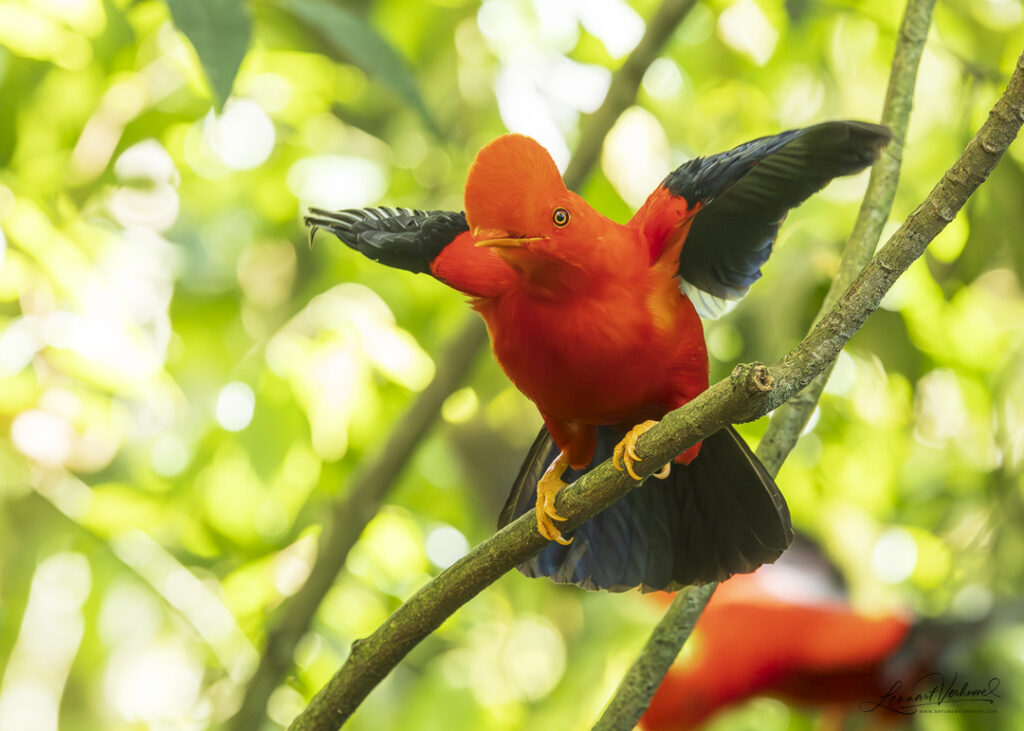 Andean Cock-of-the-rock