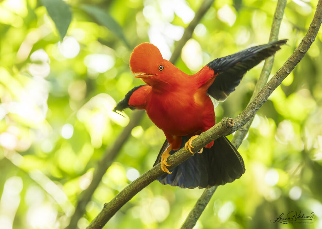 Andean Cock-of-the-rock