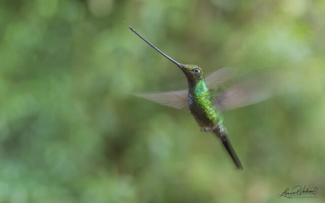Sword-billed Hummingbird (Colombia)