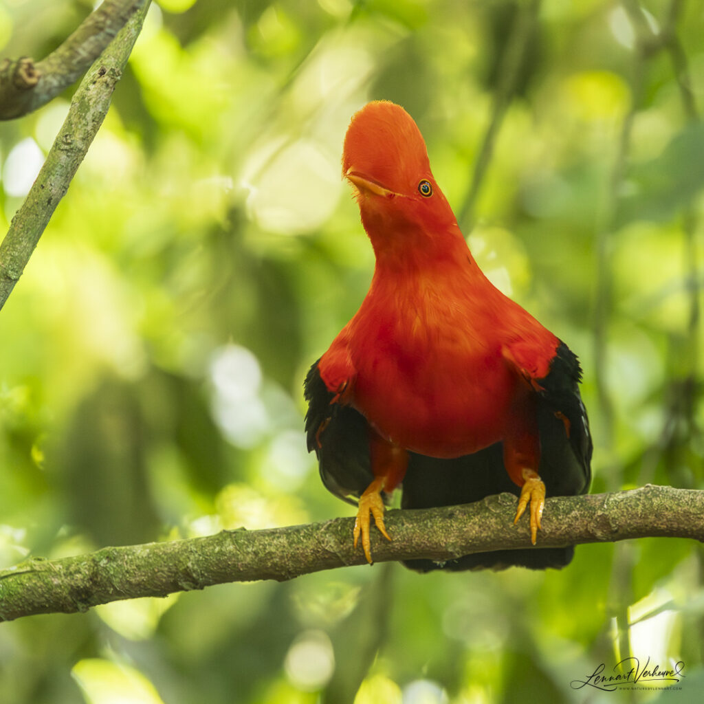 Andean Cock-of-the-rock