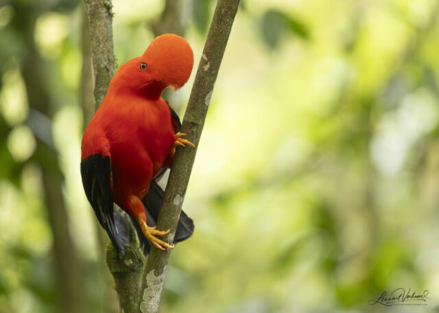 Andean Cock-of-the-rock