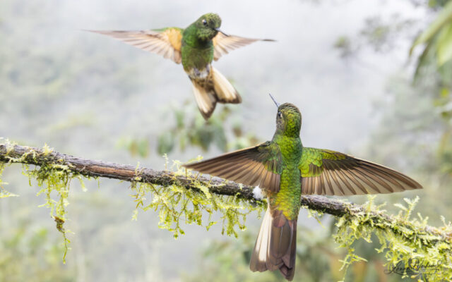 Buff-tailed Coronet (Colombia)