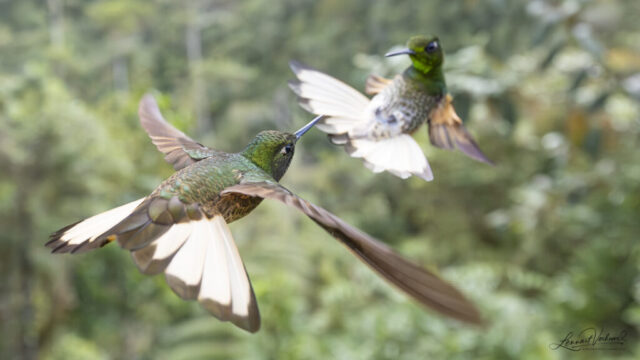 Buff-tailed Coronet (Colombia)