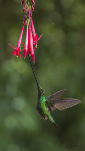 Sword-billed Hummingbird (Colombia)