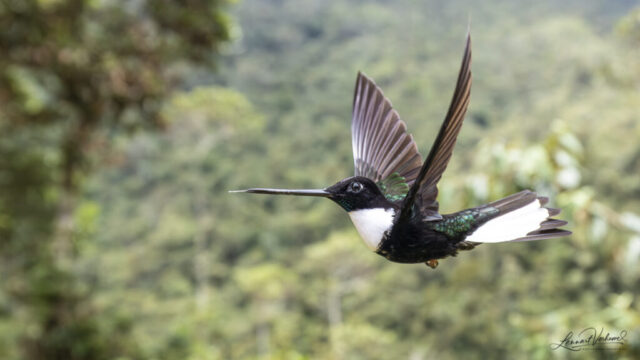 Collared Inca (Colombia)