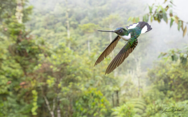 Collared Inca (Colombia)
