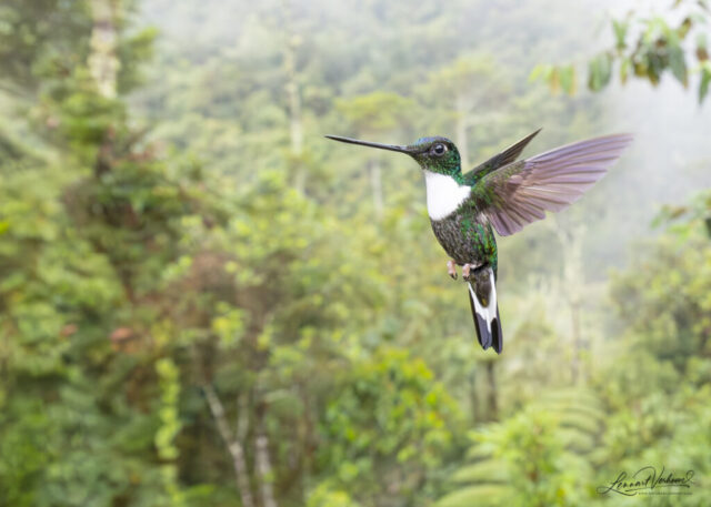 Collared Inca (Colombia)