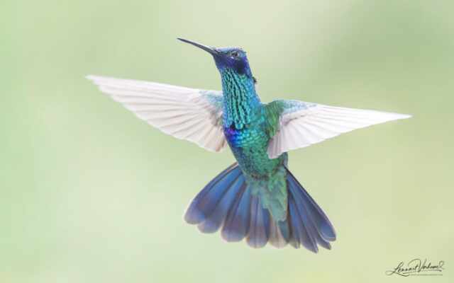 Sparkling Violetear (Colombia)